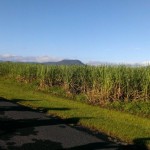 Canefields (2)